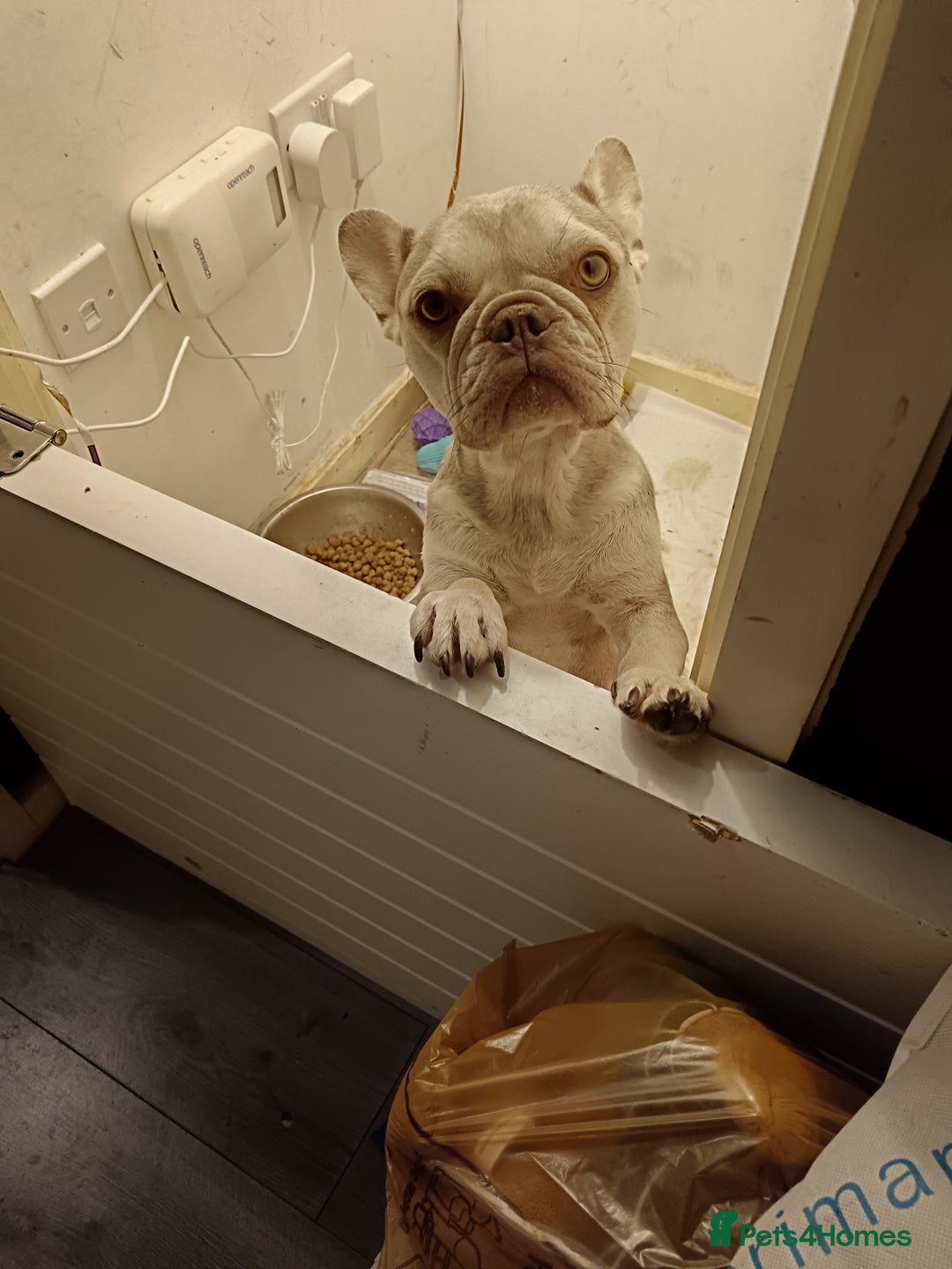 French Bulldog dogs for sale: 2 French bulldog  - Advert 2