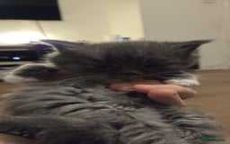 Ragdoll cats for sale: Ragdoll cats  - Image 4