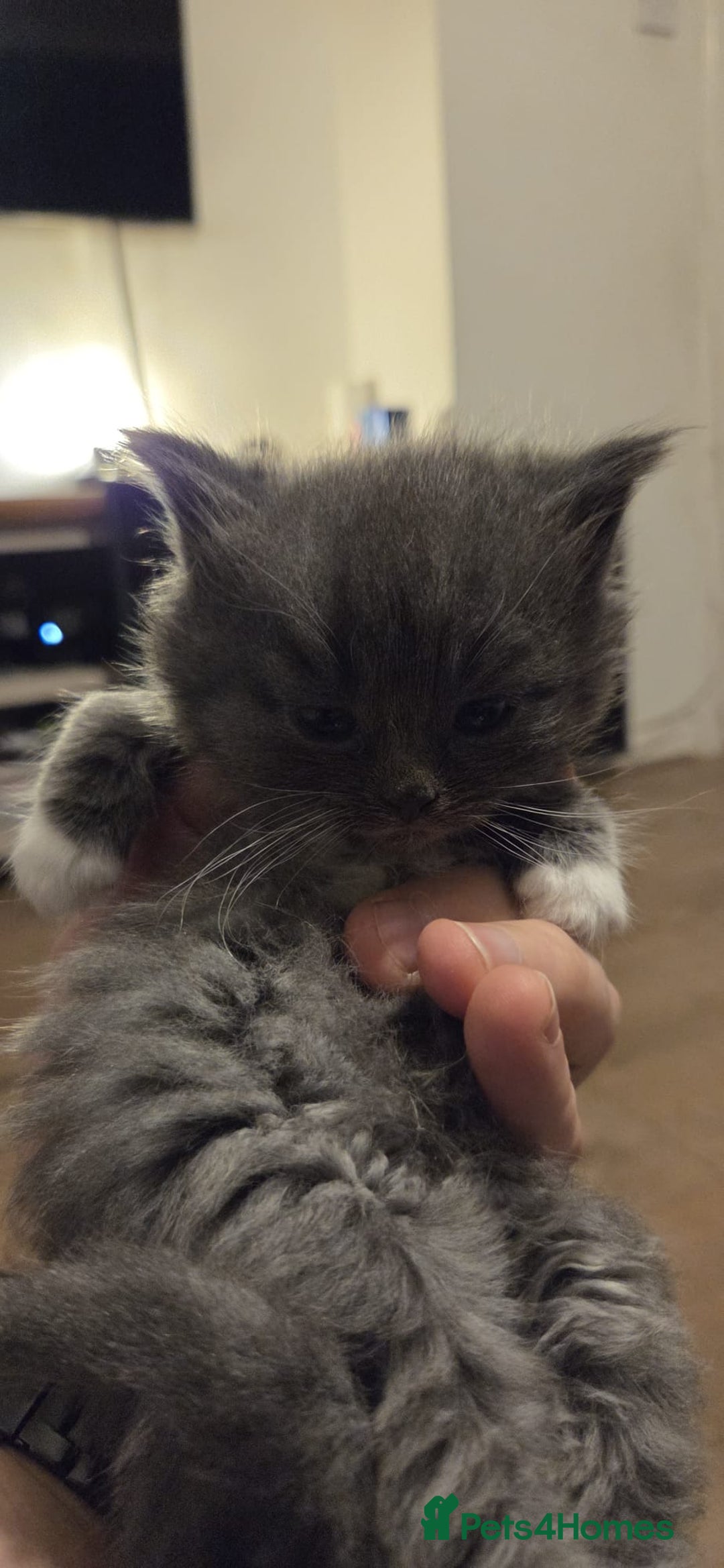 Ragdoll cats for sale: Ragdoll cats  - Image 4