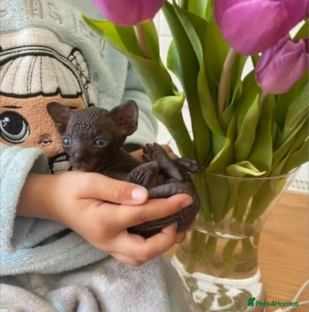 Sphynx cats for stud: Tica Registered Canadian Sphynx in Hull - Advert 6