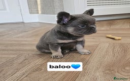 French Bulldog dogs for sale: French bulldog pups  - Image 12