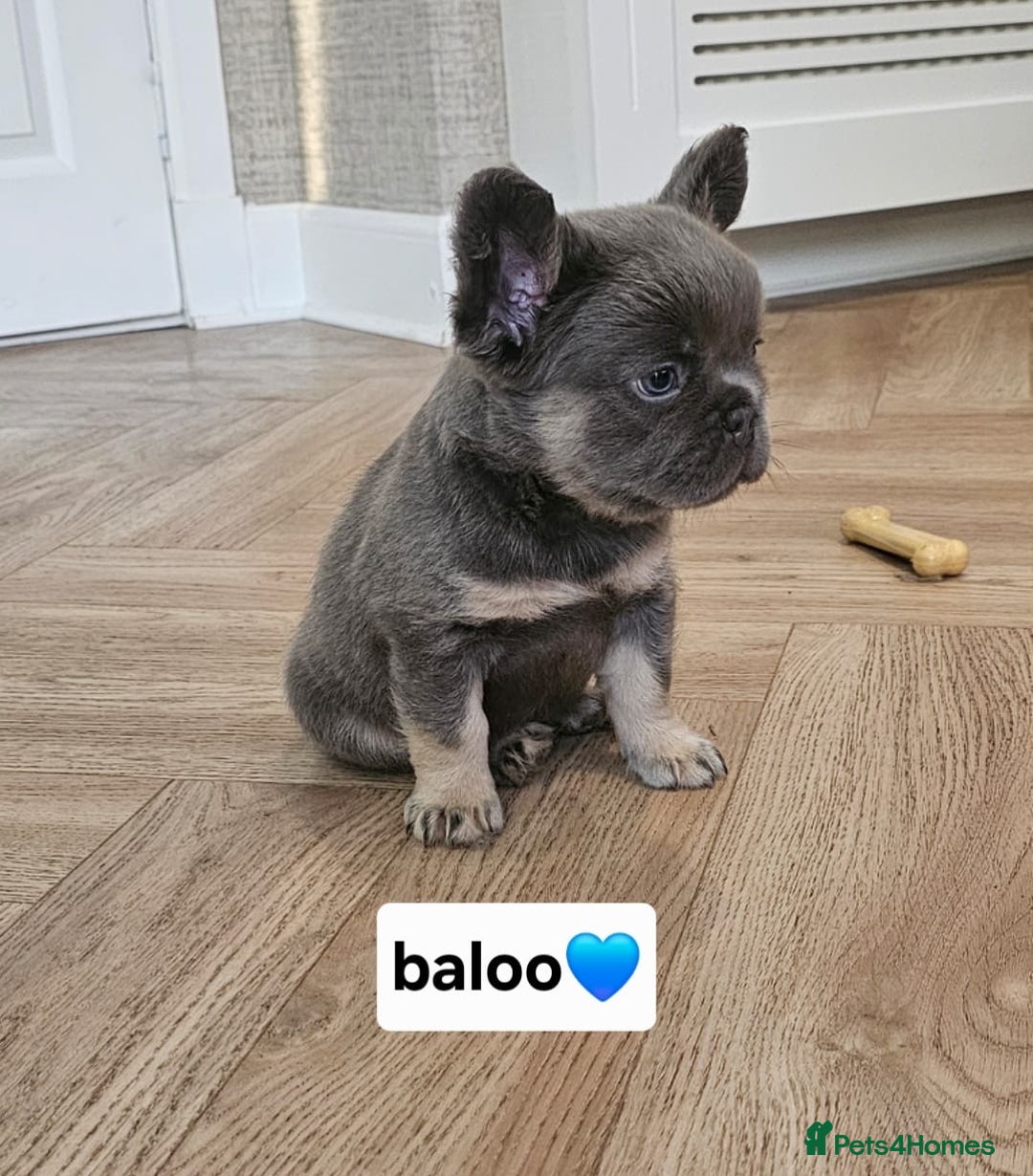 French Bulldog dogs for sale: French bulldog pups  - Image 12