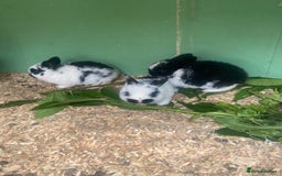 Mini Lop rabbits for sale: Adorable Purebred Mini Lops.  - Image 4
