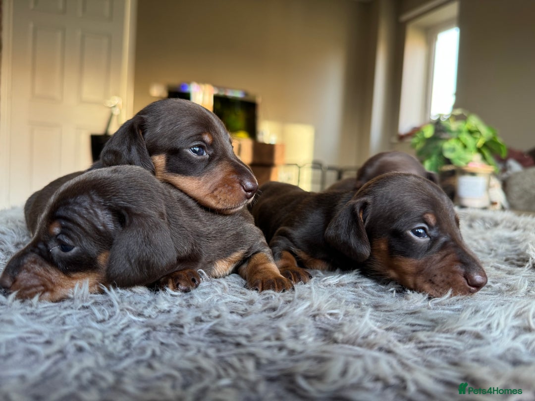 Miniature Dachshund dogs for sale: True Miniature Dachshund Puppies - Advert 17