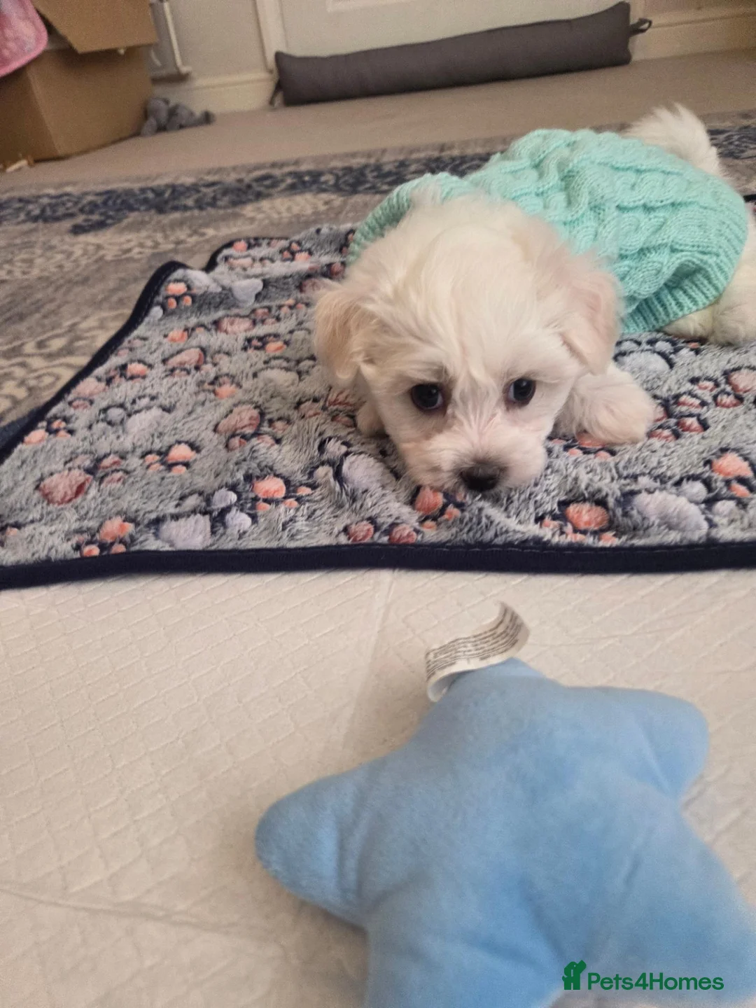 Bichon Frise dogs for sale: Cute little puppies  - Advert 2