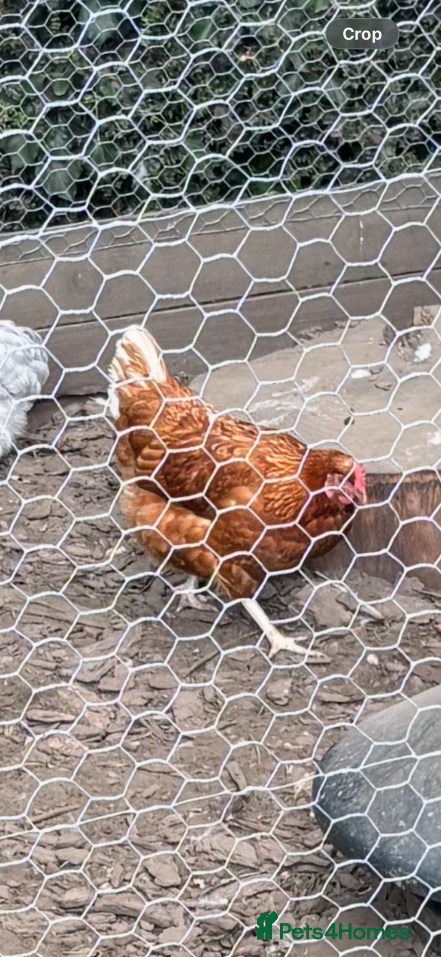 Chickens poultry Laying Hens - Advert 1