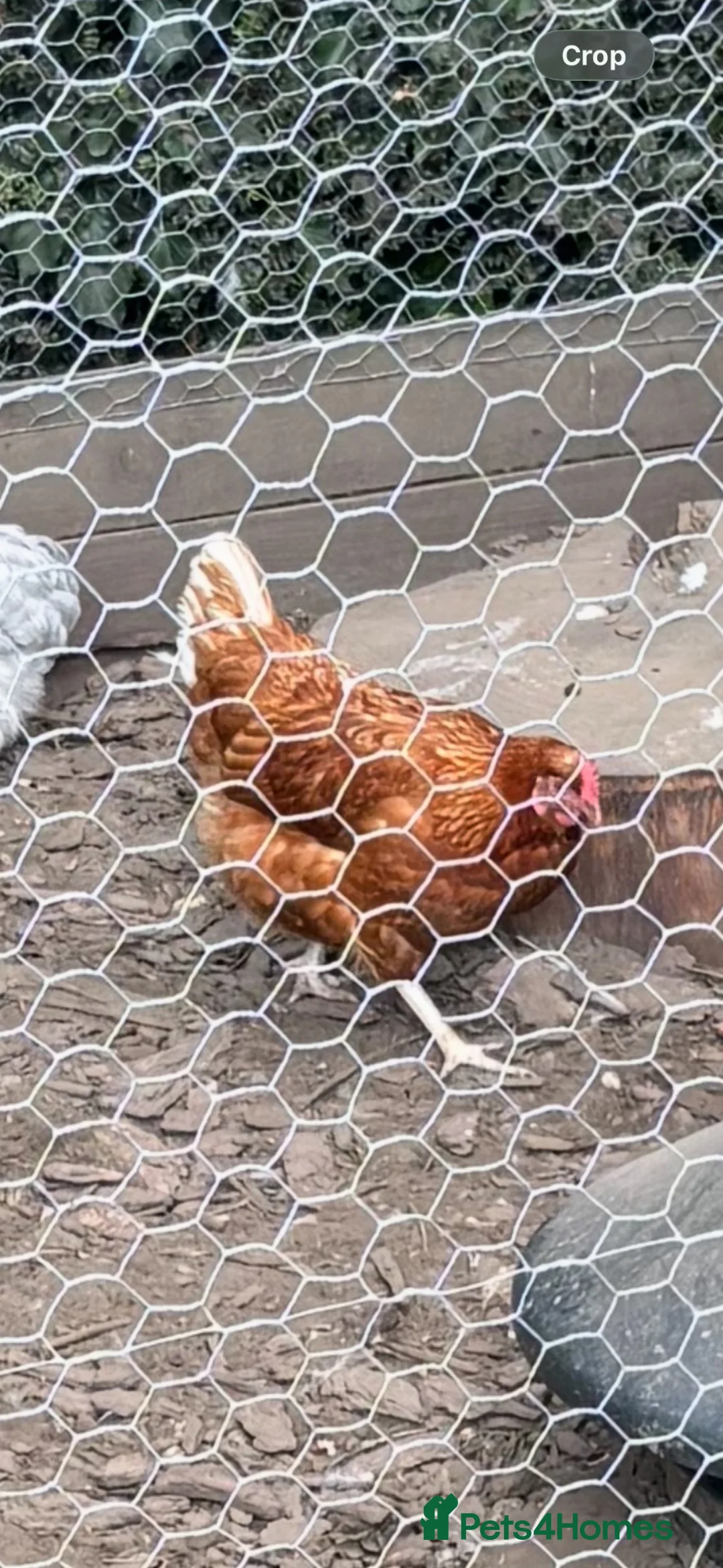 Chickens poultry for sale: Laying Hens - Advert 1