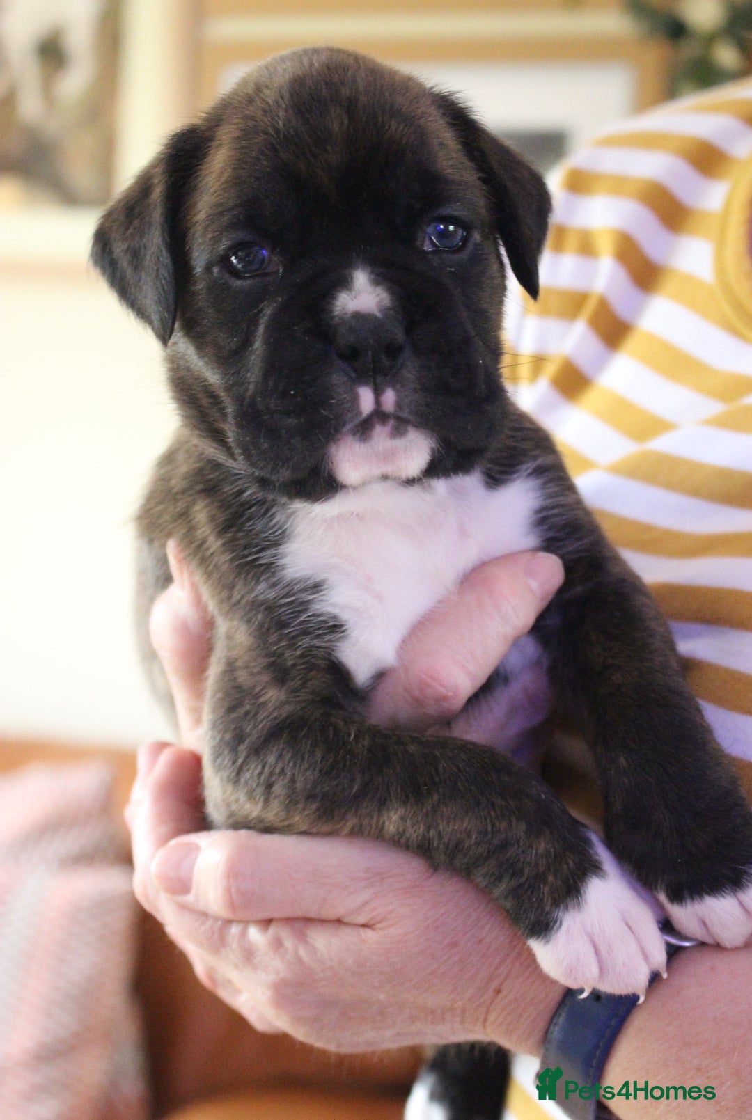 Boxer dogs for sale: KC Boxer Puppies for sale 4 Dogs 2 Bitches - Image 25