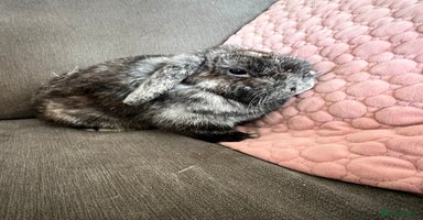 Mini Lop rabbits - Advert 2