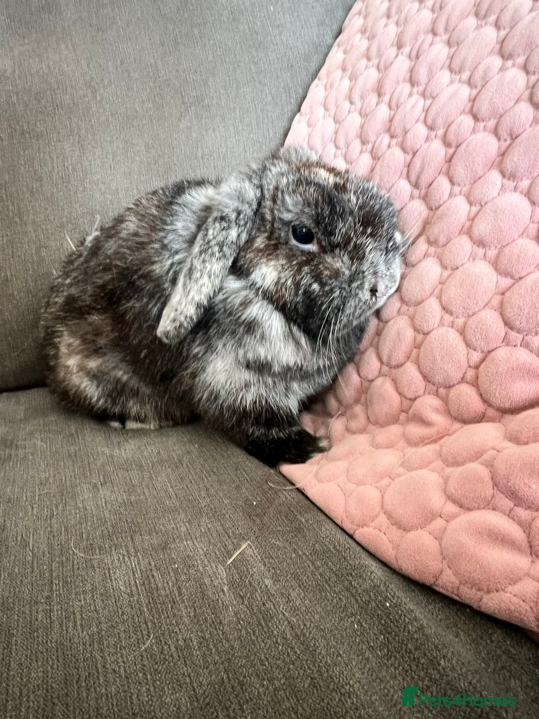 Mini Lop rabbits for sale: Beautiful Mini Lop female for sale - Image 2
