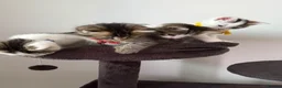 Ragcoon cats for sale: RAGCOONS ragdoll mainecoons - Advert 6