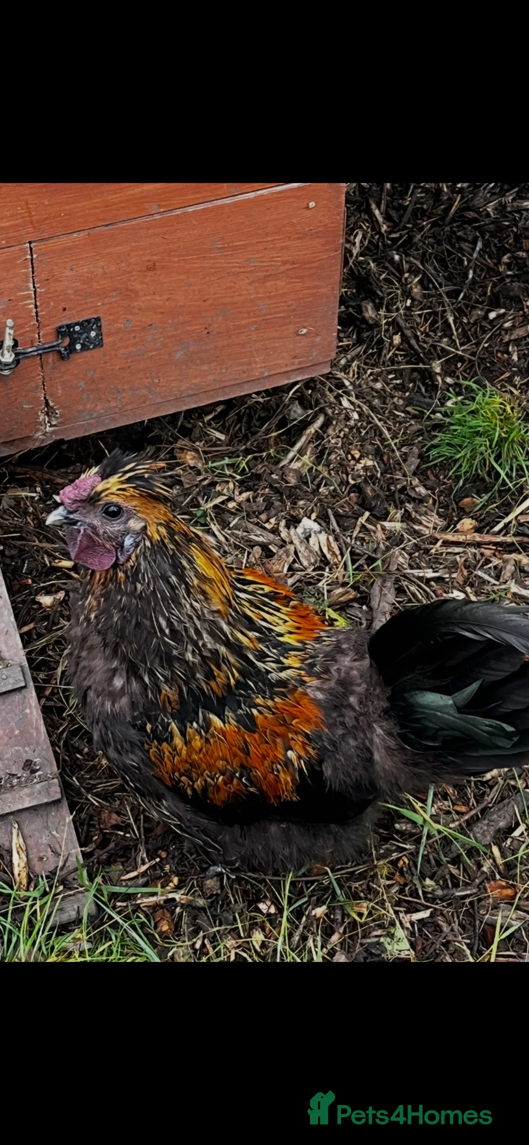 Chickens poultry for sale:  **  – Araucana Cockerel in Walsall - Advert 1
