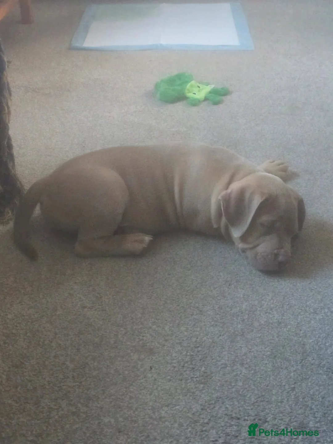 American Bully dogs for sale: Pocket bully boy  in Portsmouth - Advert 6