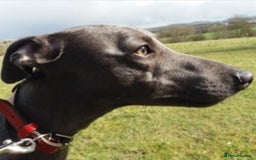 Whippet dogs for stud: BLUE PEDIGREE KC REGISTERED WHIPPET AT STUD in Salisbury - Image 13