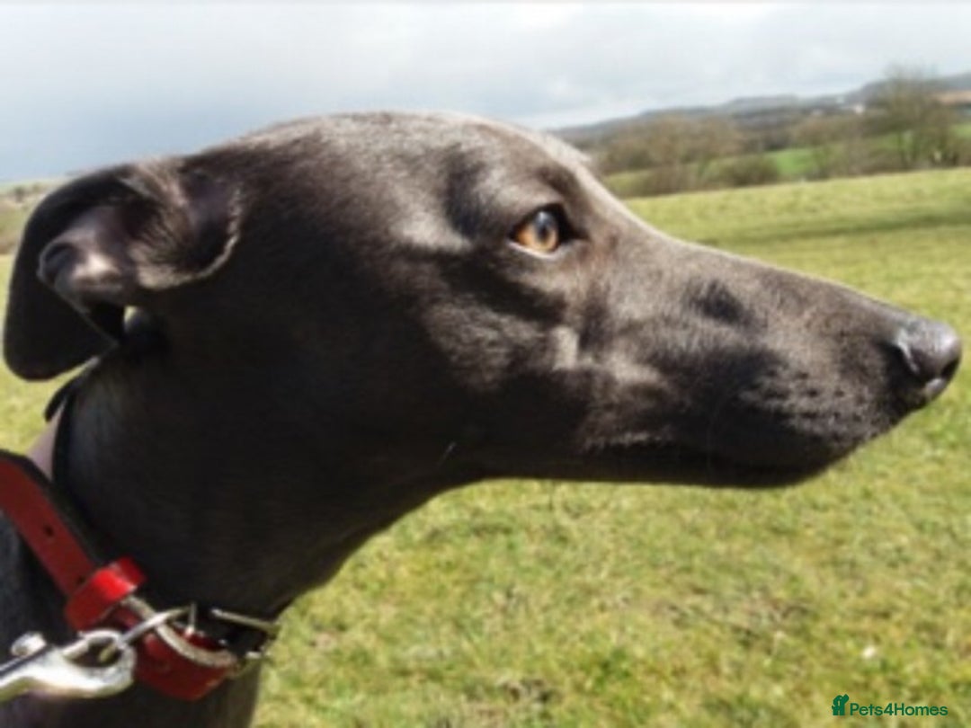 Whippet dogs for stud: BLUE PEDIGREE KC REGISTERED WHIPPET AT STUD in Salisbury - Image 13