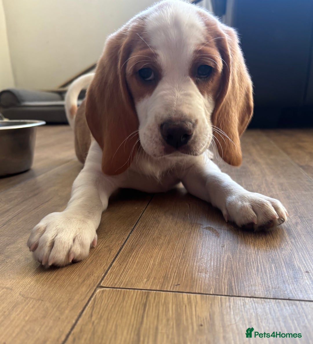 Beagle dogs for sale: 2 stunning Beagle Puppies, ready now in Sidcup - Image 10