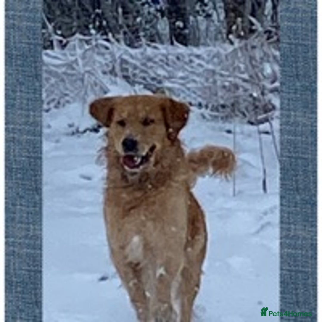 Golden Retriever dogs for stud: Golden retriever health tested stud, large litters in Ipswich - Advert 10