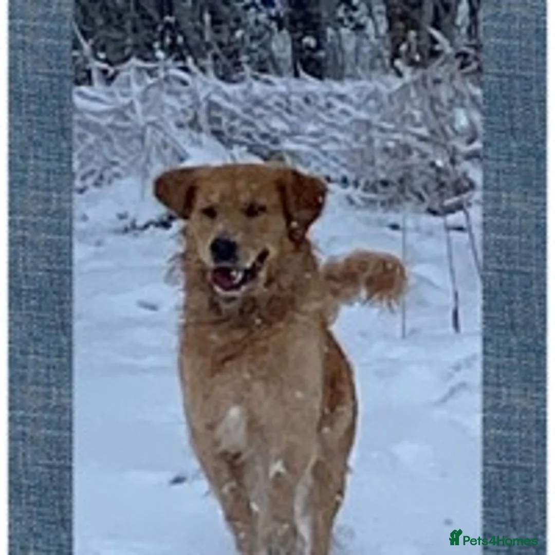 Golden Retriever dogs for stud: Golden retriever health tested stud, large litters in Ipswich - Advert 10