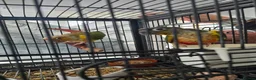 Conures birds for sale: Pineapple conures - Advert 6