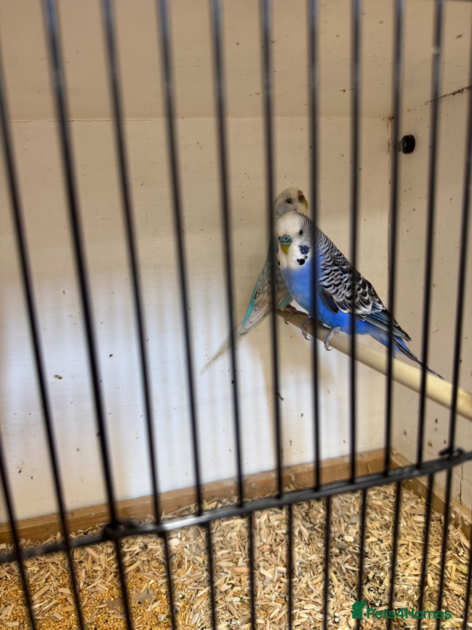 Budgerigars birds for sale: Young rainbow budgies  - Advert 4