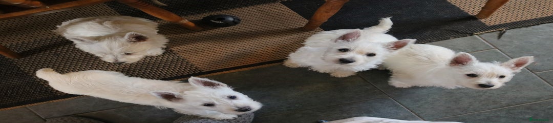 West Highland Terrier Puppy 4