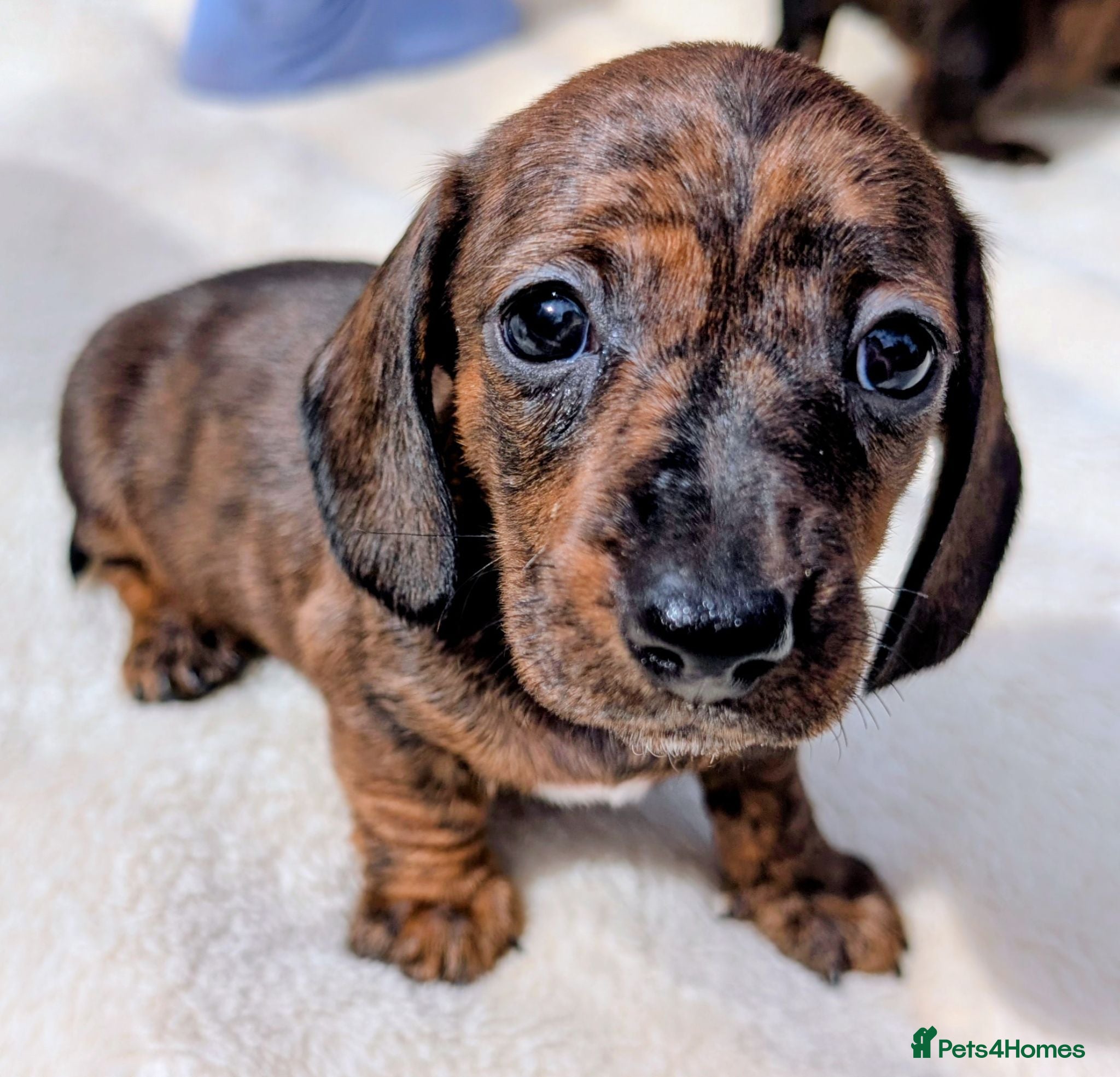 Miniature Dachshund dogs Miniature Dachshund  - Advert 1