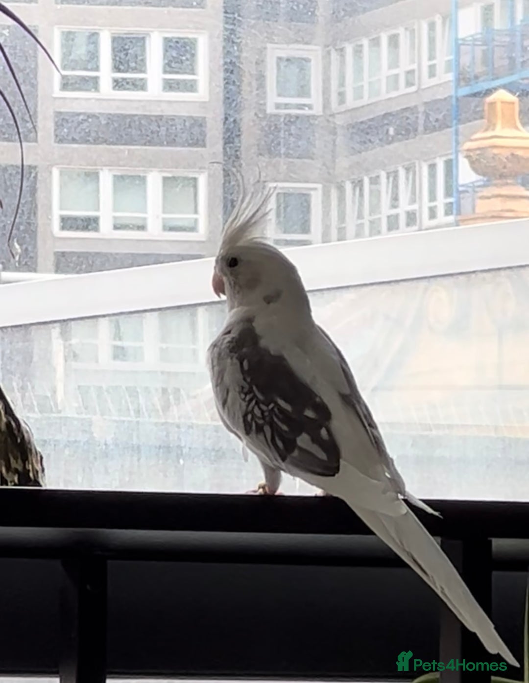 Cockatiels birds for sale: Stunning show worthy cockatiel for sale - Image 4
