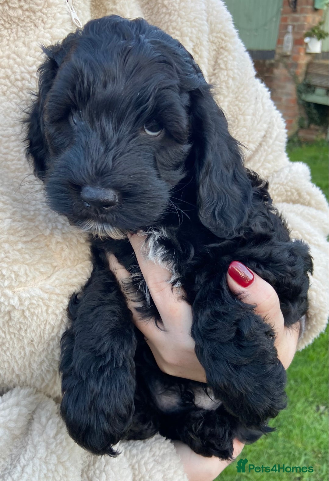 Mixed Breed dogs for sale: Cockapoo X Sproodle - Advert 4