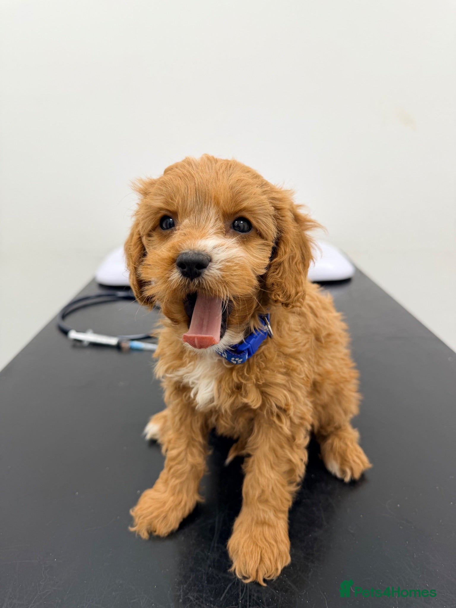 Cavapoo dogs Exceptional F1 Toy Cavapoos-Health Tested Parents - Advert 2