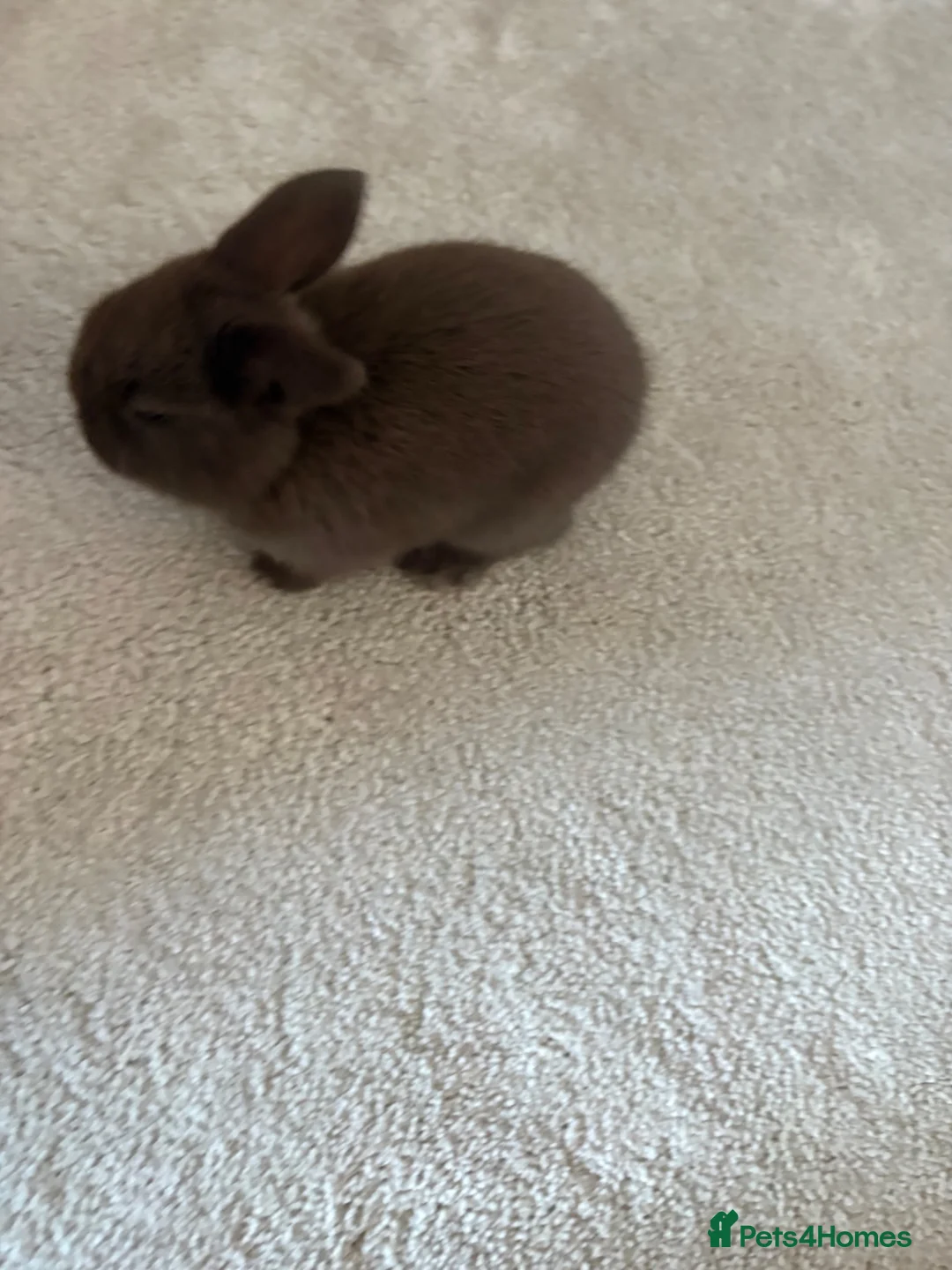 Mini Lop rabbits for sale: Grey/chocolate mini lop in Darlington - Advert 4