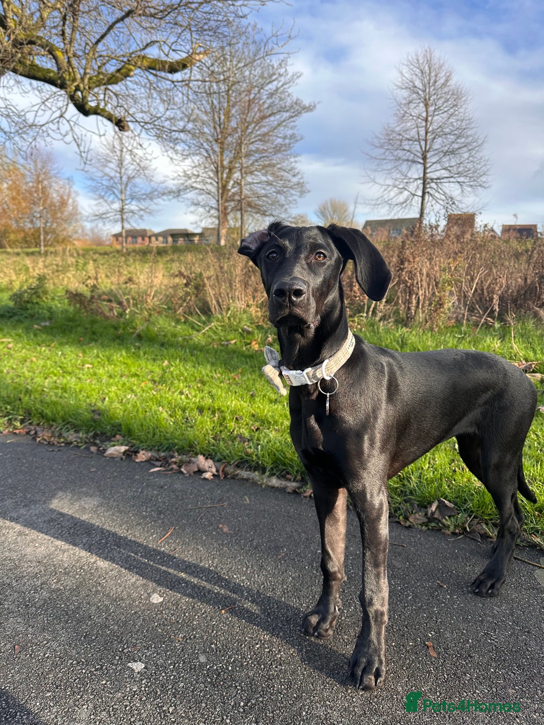 Mixed Breed dogs for sale: Doberman X Weimaraner  - Advert 2