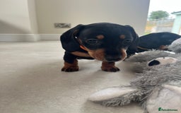 Miniature Dachshund dogs for sale: One beautiful Beautiful girl left  💜🐶  - Image 25