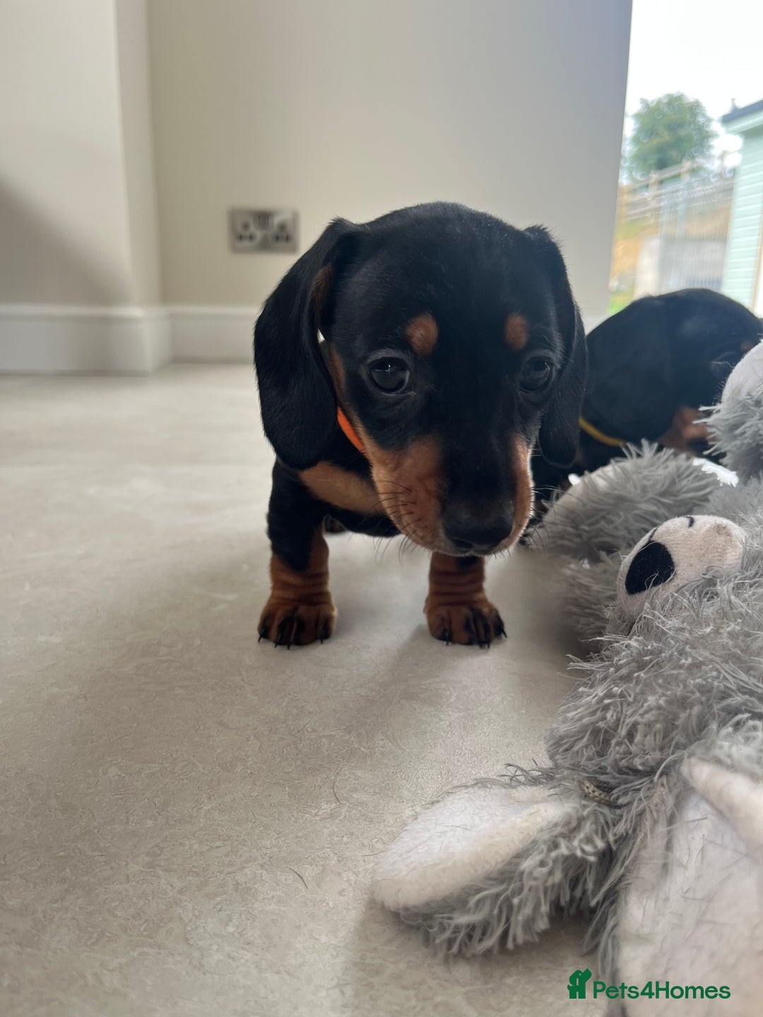 Miniature Dachshund dogs for sale: One beautiful Beautiful girl left  💜🐶  - Image 25