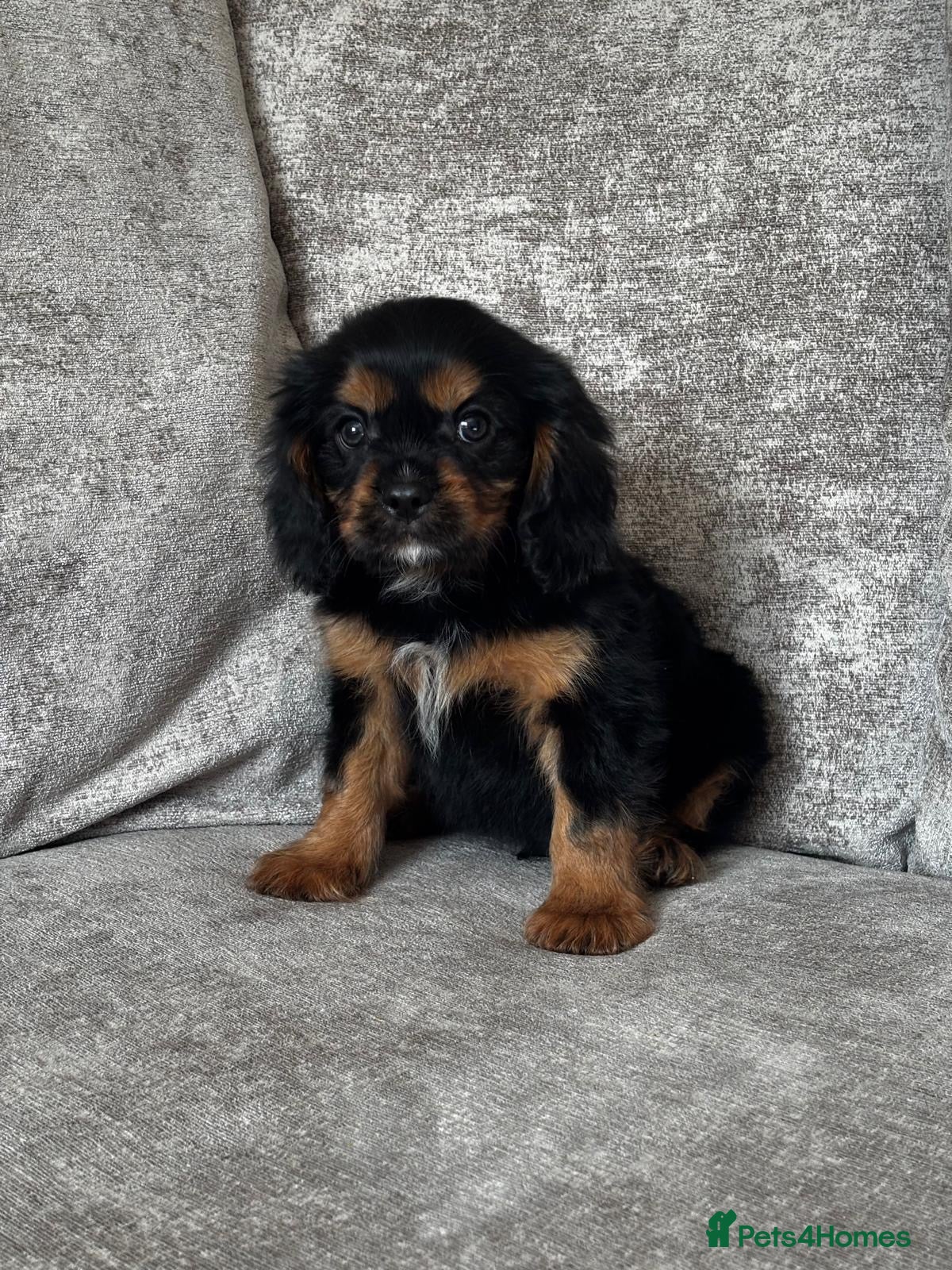 Cavalier King Charles Spaniel dogs Cavalier King Charles spaniel puppies - Advert 1