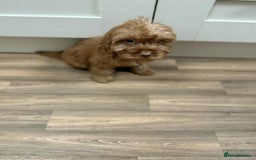 Cockapoo dogs for sale: Rehomed biscuits looking for 5*home - Image 7