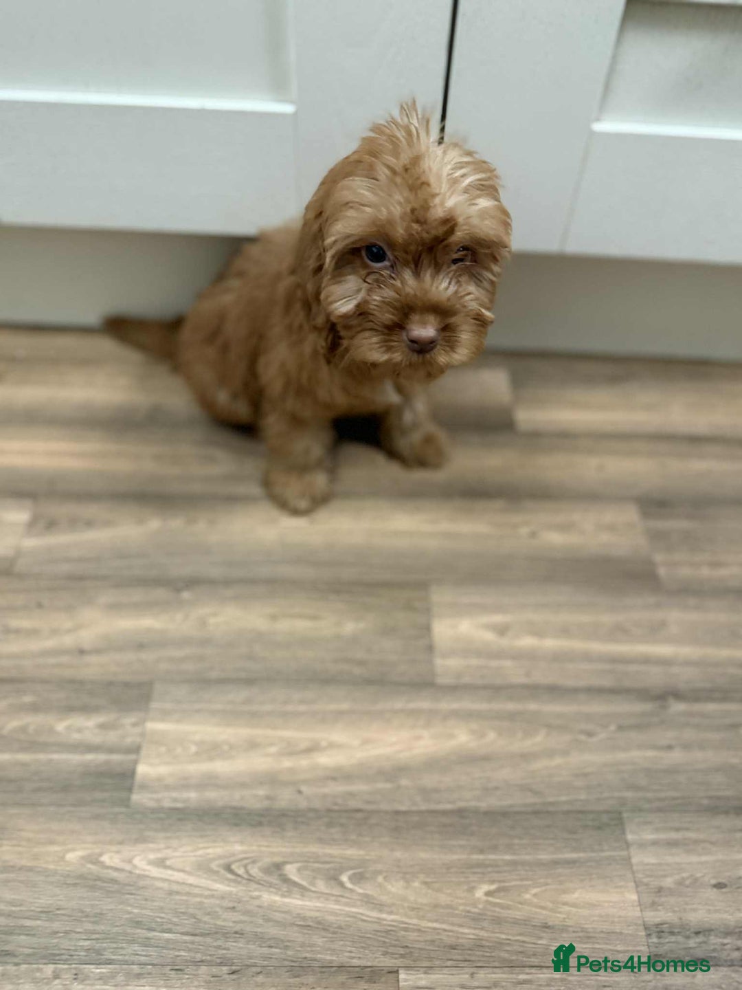 Cockapoo dogs for sale: Rehomed biscuits looking for 5*home - Image 7