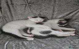 Mixed Breed cats for sale: 3 kittens looking for new families  - Image 7
