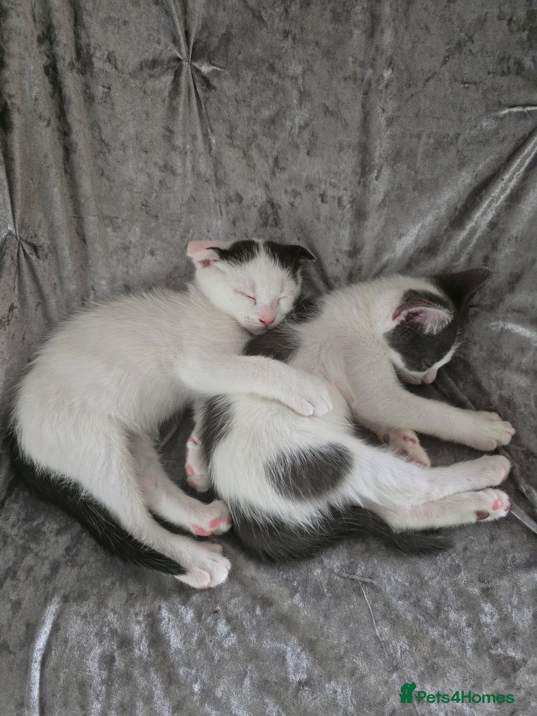 Mixed Breed cats for sale: 3 kittens looking for new families  - Image 7