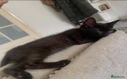 Bombay cats for sale: Bombay Male Kitten 7 weeks (Onyx) £35 - Image 3