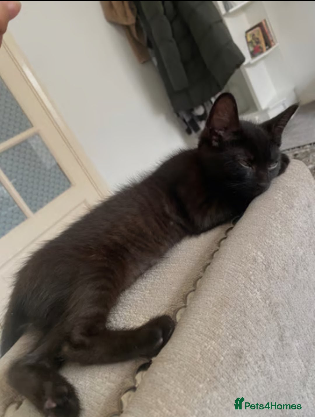 Bombay cats for sale: Bombay Male Kitten 7 weeks (Onyx) £35 - Image 3