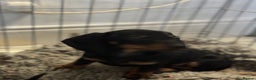 Miniature Dachshund dogs for sale: Mini dachshund’s beautiful, girls and boys  - Advert 8