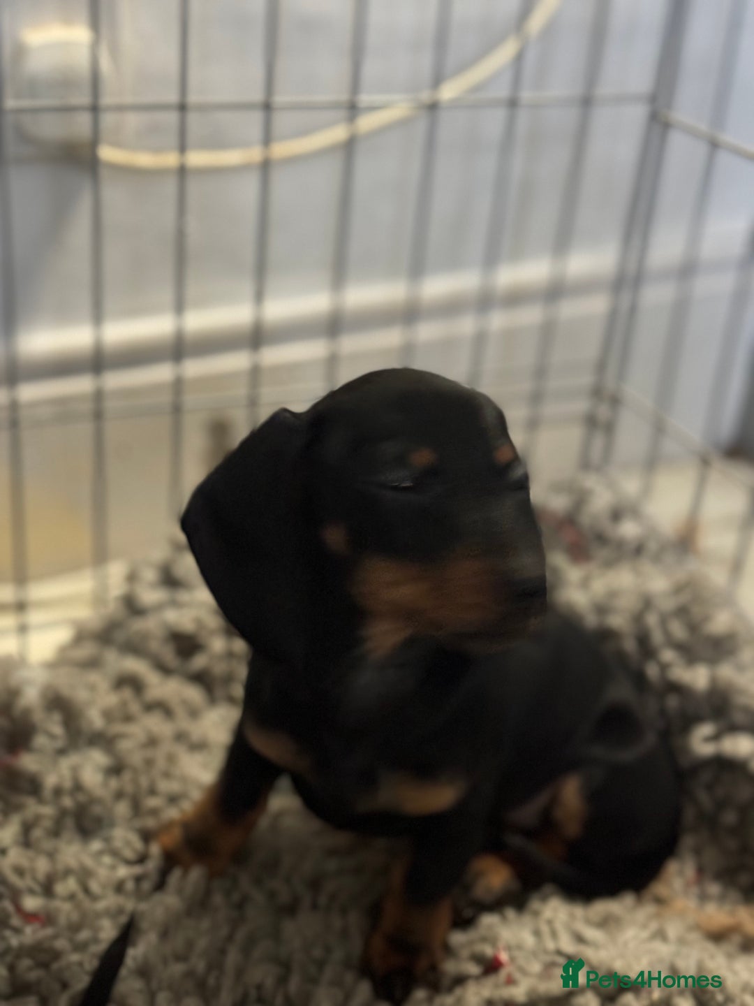 Miniature Dachshund dogs for sale: Mini dachshund’s beautiful, girls and boys  - Advert 8