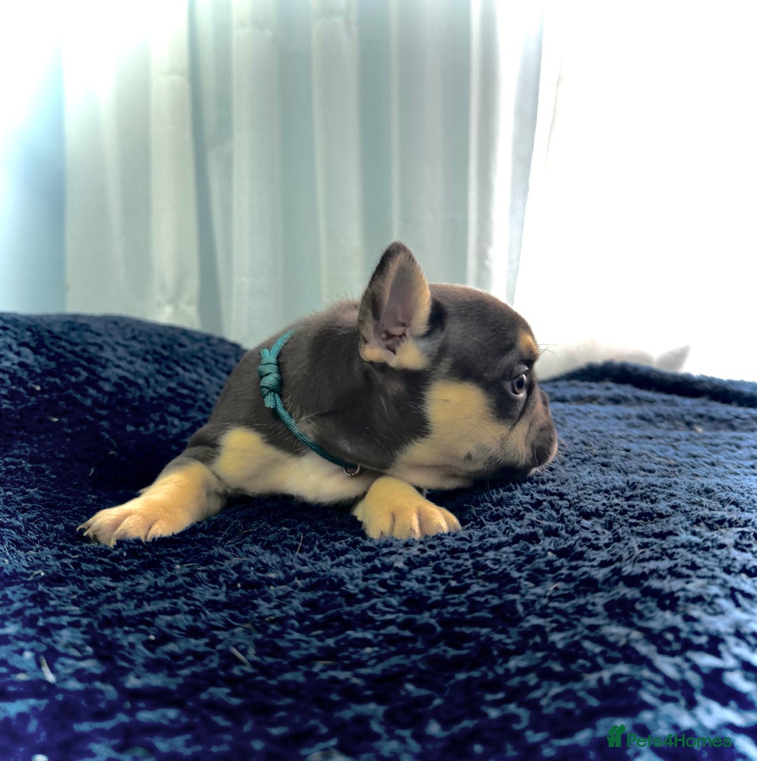 French Bulldog dogs for sale: KC Fluffy Carriers Isabella French Bulldogs puppy - Image 34