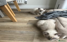 Ragdoll cats for sale: 2 Adorable Bluepoint boy Kittens left!  - Image 38
