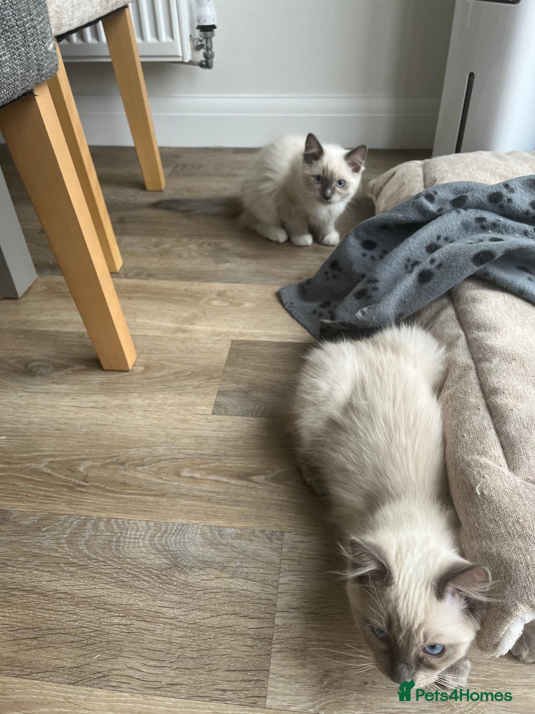 Ragdoll cats for sale: 2 Adorable Bluepoint boy Kittens left!  - Image 38