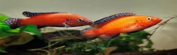Cichlids fish for sale: CichlidS  - Advert 12