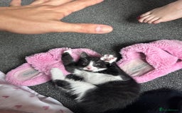 Bombay cats for sale: 4 lovely and healthy kittens  - Image 6