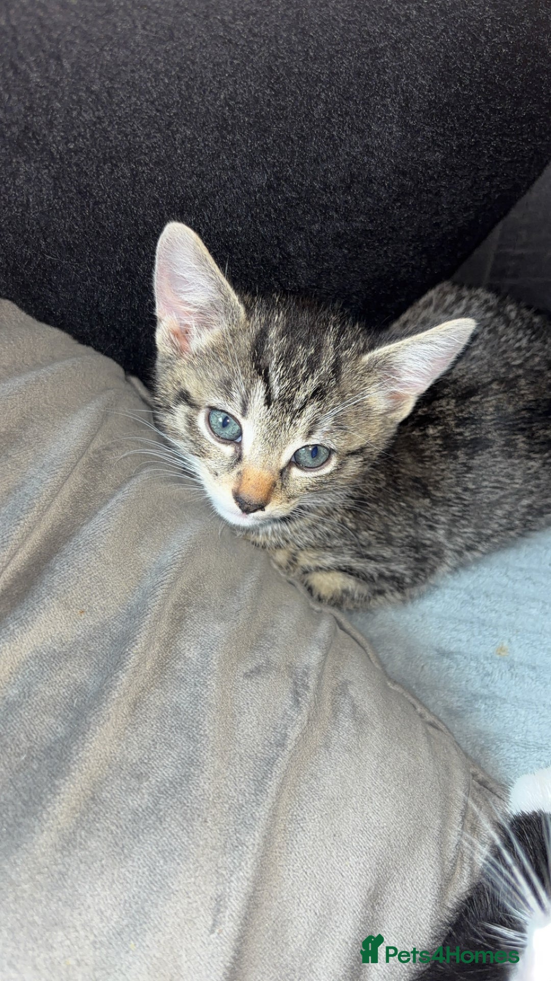 Mixed Breed cats for sale: 6 kittens to a loving home  - Image 5