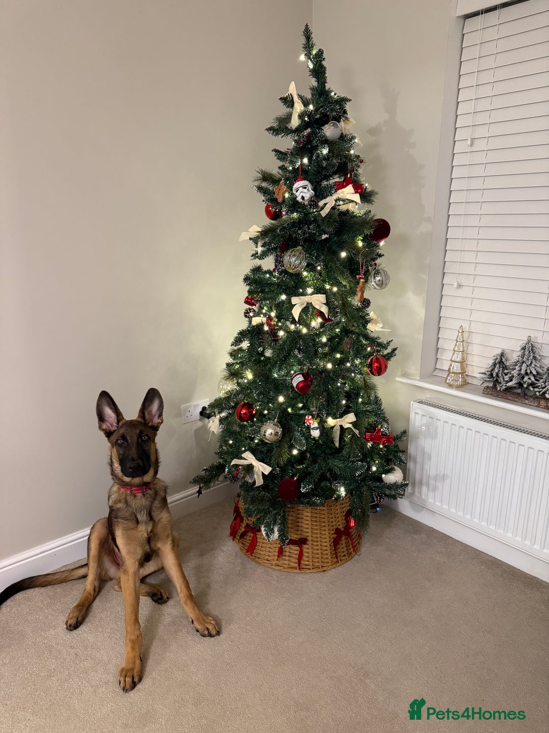 German Shepherd dogs for sale: Special home needed for Mando - Advert 4