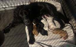 Cocker Spaniel dogs for sale: Cocker spaniel puppies  - Image 7